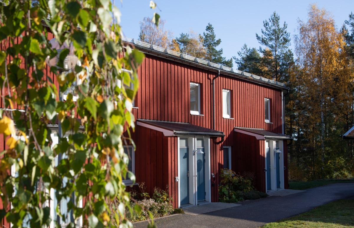 Rött radhus i trä med vita fönster, omgivet av höstgula björkar och tallar